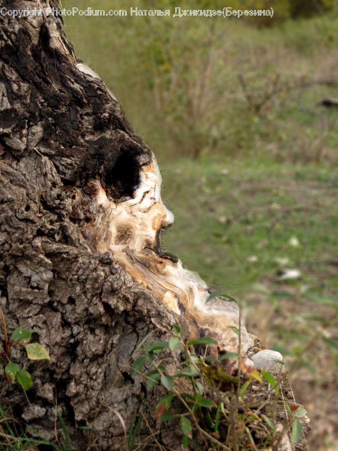 Tree Trunk, Agaric, Amanita, Fungus, Mushroom, Plant, Soil
