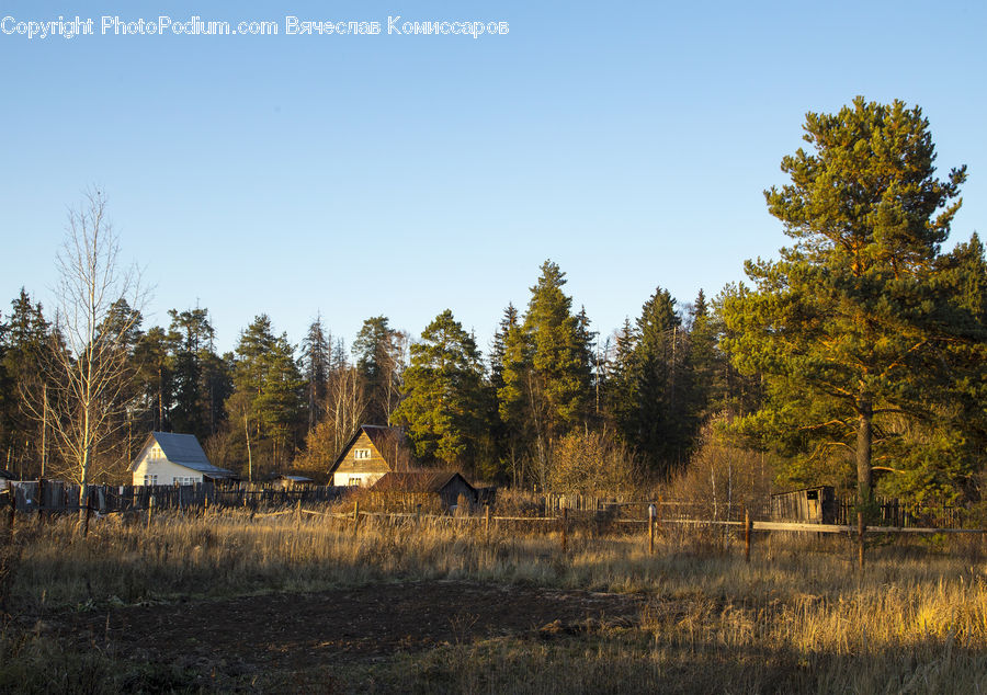 Conifer, Fir, Plant, Tree, Grassland, Mound, Field