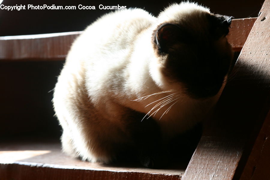Animal, Cat, Pet, Siamese