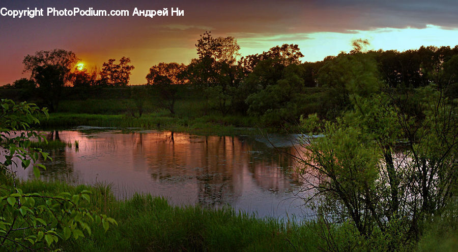 Outdoors, Pond, Water, Plant, Tree, Lake, Forest