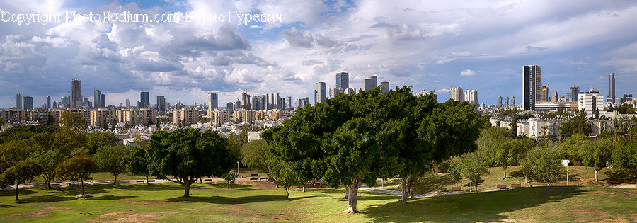 City, Downtown, Metropolis, Urban, Campus, Conifer, Fir