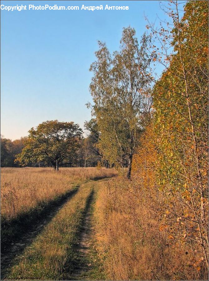 Dirt Road, Gravel, Road, Plant, Tree, Field, Grass