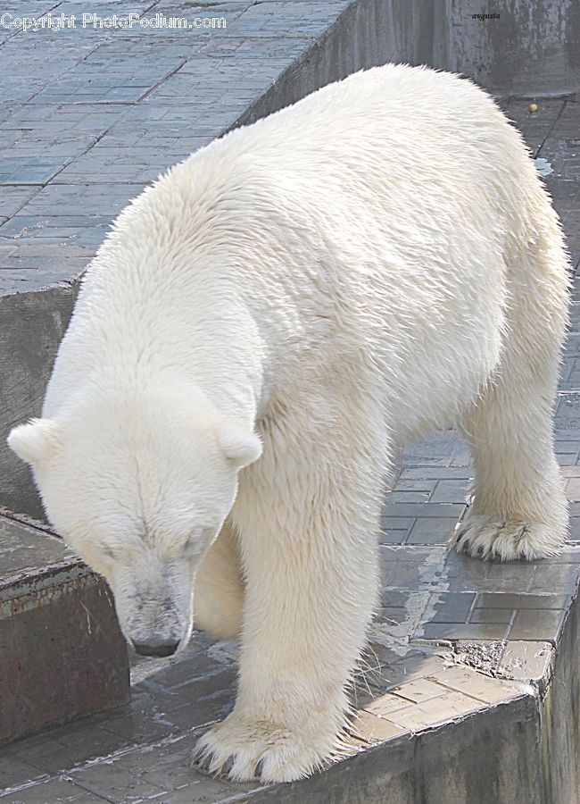 Animal, Bear, Mammal, Polar Bear