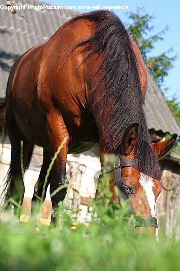 Animal, Horse, Mammal, Countryside, Grassland, Grazing, Outdoors
