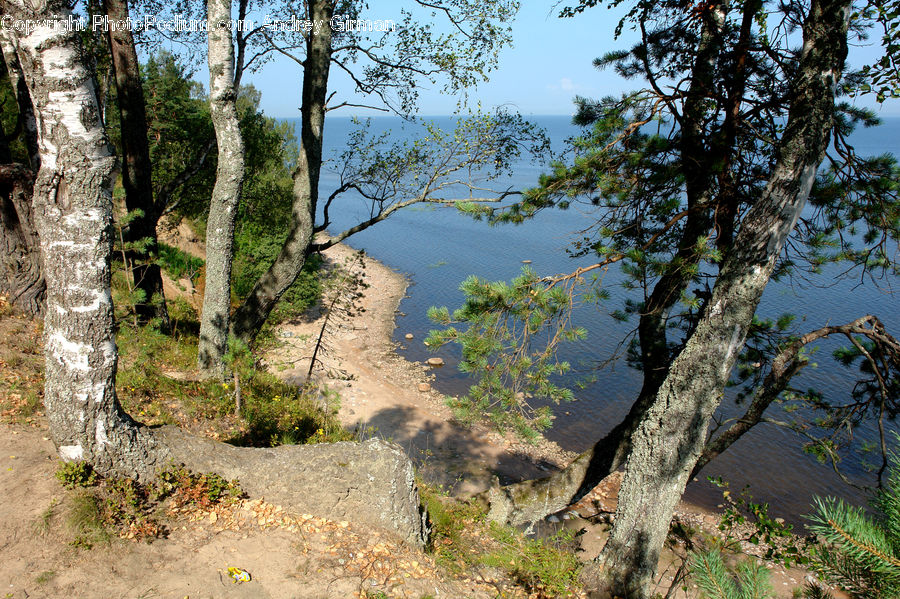Conifer, Fir, Plant, Tree, Bush, Vegetation, Dirt Road