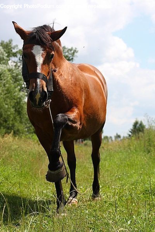 Animal, Horse, Mammal, Stallion