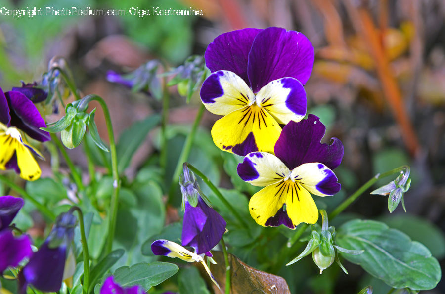Blossom, Flora, Flower, Geranium, Plant, Violet, Aquilegia