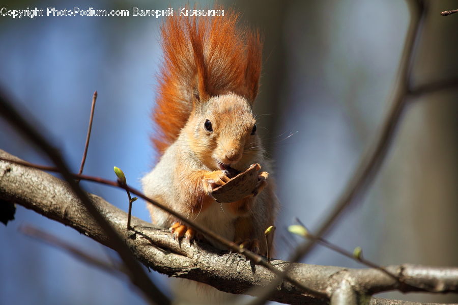 Animal, Mammal, Rodent, Squirrel, Head, Portrait, Field