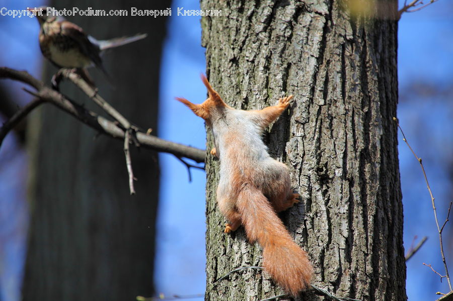 Animal, Mammal, Rodent, Squirrel, Bird, Sparrow, Bee Eater