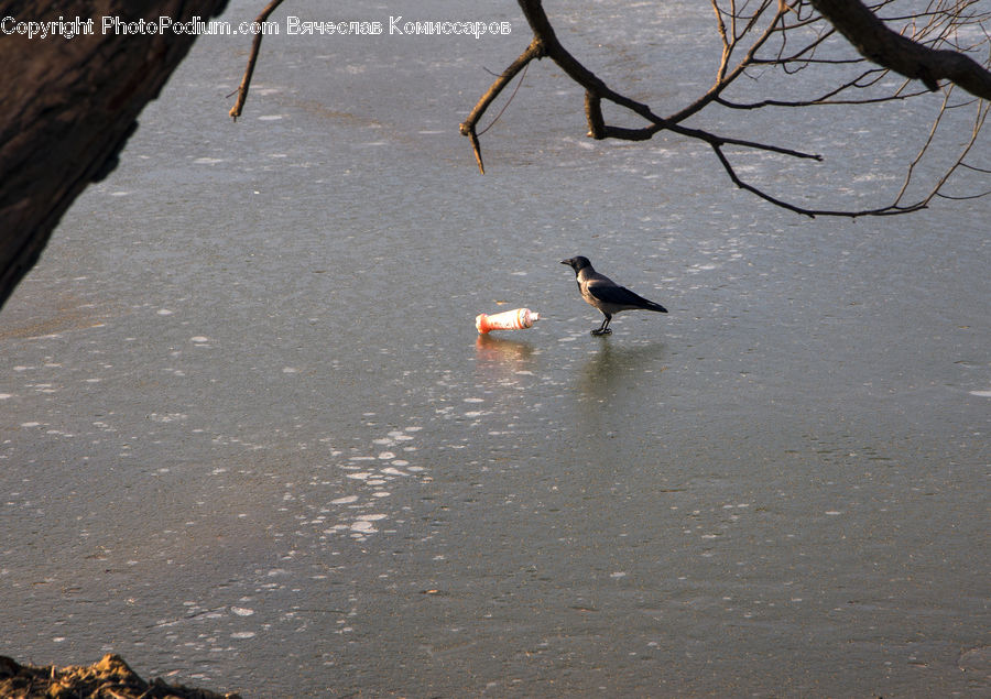 Asphalt, Tarmac, Bird, Goose, Waterfowl, Insect, Invertebrate