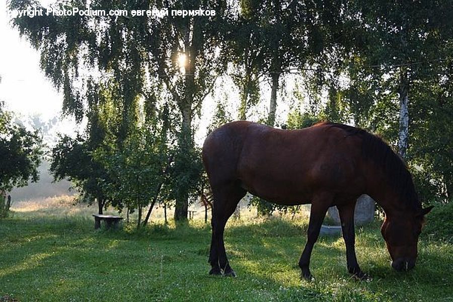 Countryside, Grassland, Grazing, Outdoors, Pasture, Ranch, Animal