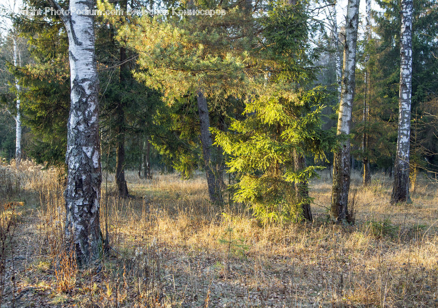 Birch, Tree, Wood, Forest, Vegetation, Grove, Land