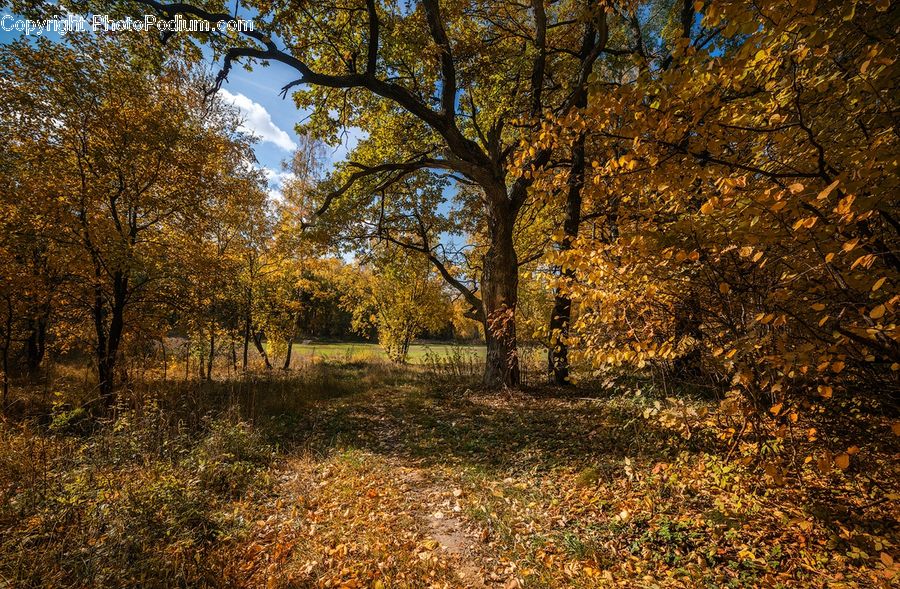 Forest, Vegetation, Oak, Tree, Wood, Dirt Road, Gravel