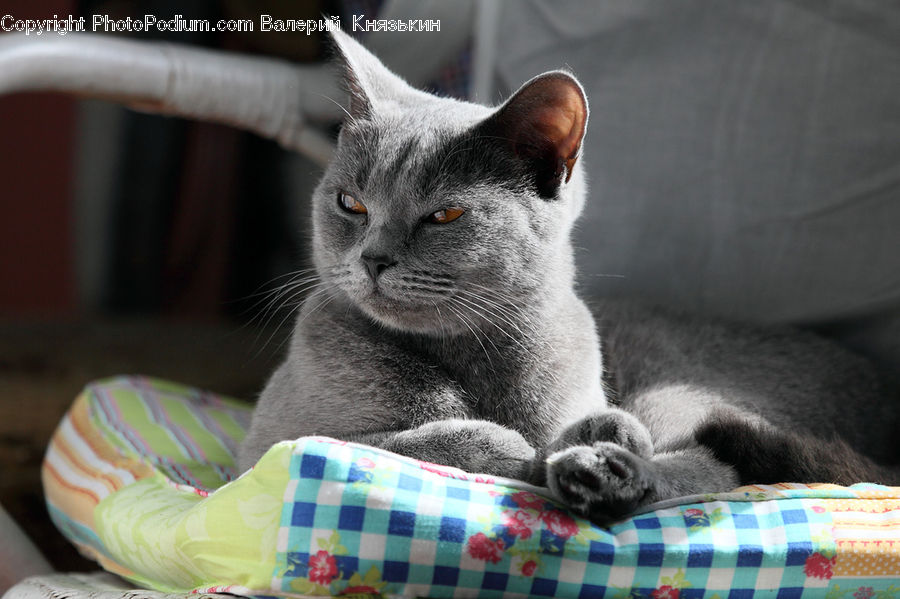Basket, Abyssinian, Animal, Cat, Mammal, Pet, Blanket