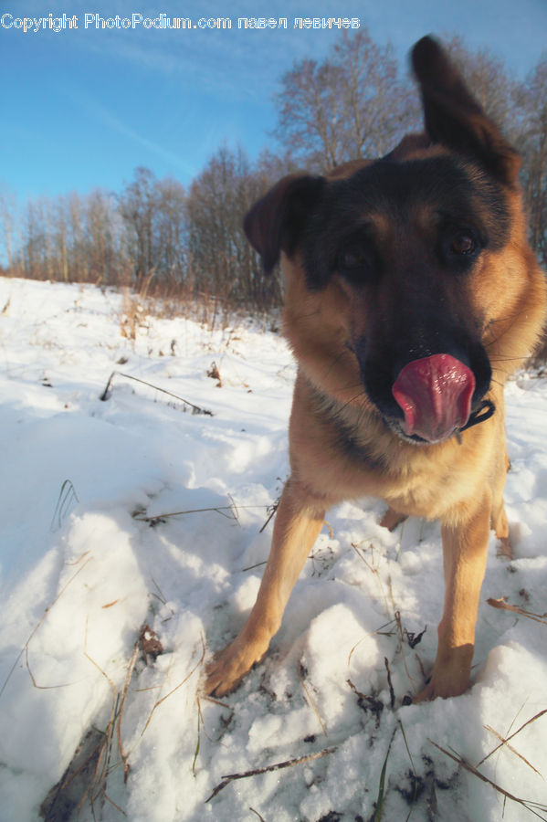 Animal, Canine, Dog, German Shepherd, Mammal, Pet, Collie
