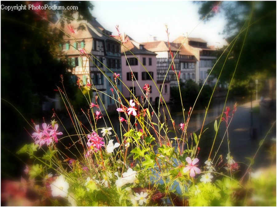 Cosmos, Plant, Backyard, Yard, Blossom, Flora, Flower