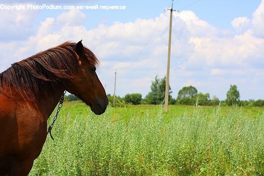 Animal, Horse, Mammal, Stallion, Field