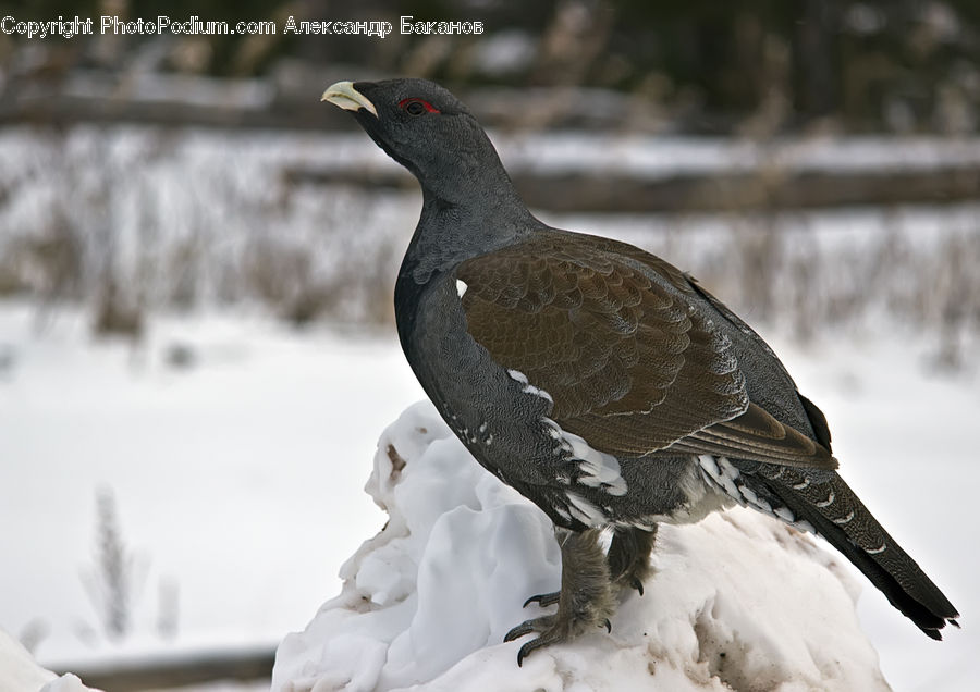 Bird, Grouse, Ptarmigan, Goose, Waterfowl, Partridge, Conifer