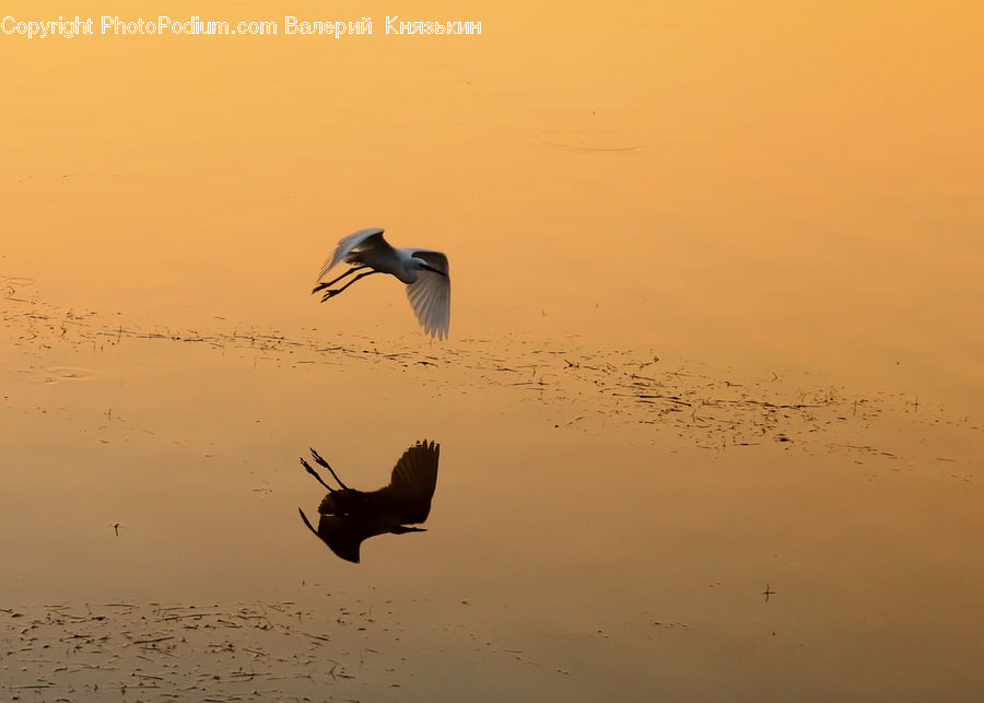 Bird, Crane Bird, Heron, Blackbird, Crow, Silhouette, Seagull