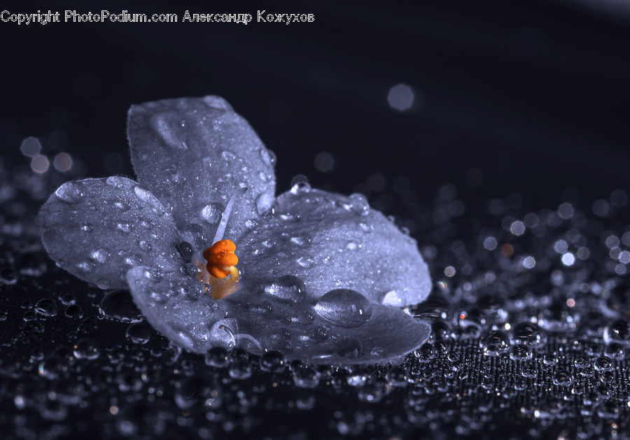 Water, Blossom, Crocus, Flora, Flower, Plant, Food