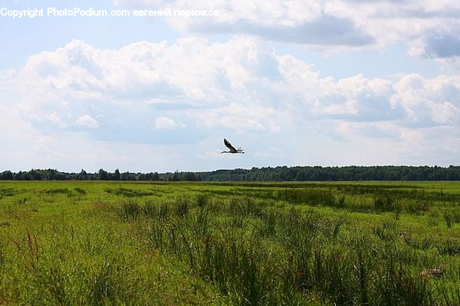 Land, Marsh, Outdoors, Swamp, Water, Countryside, Field