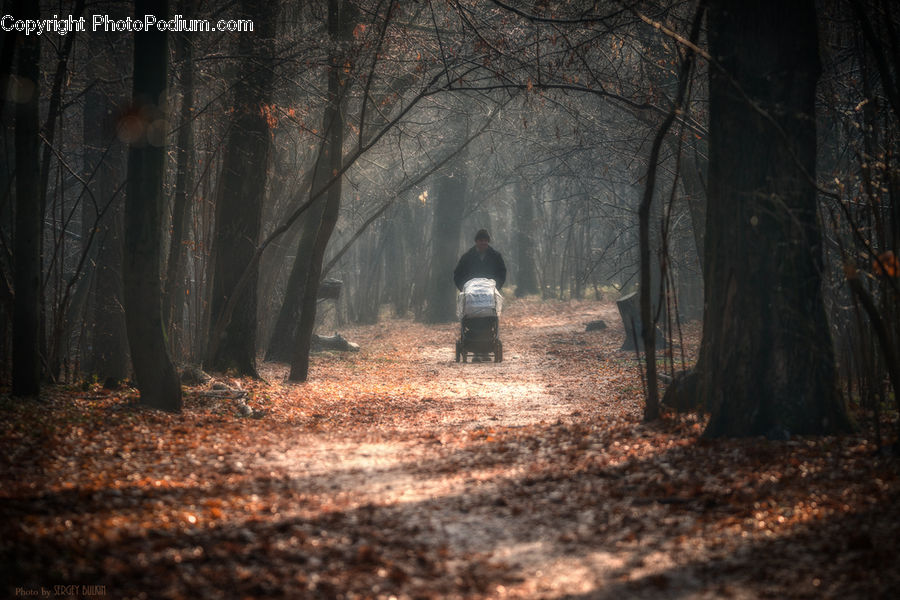 Forest, Vegetation, Animal, Bear, Black Bear, Mammal, Dirt Road