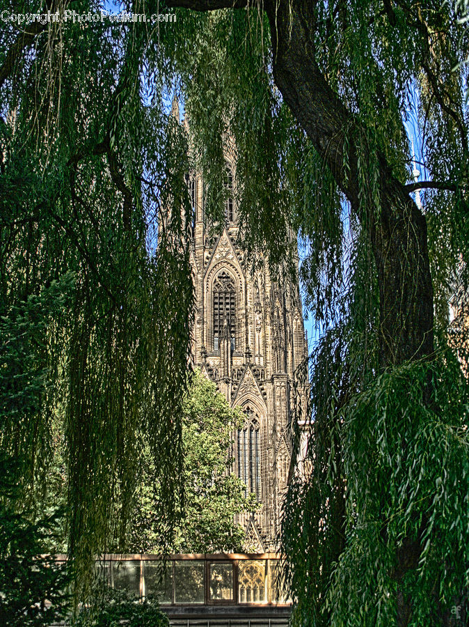 Architecture, Cathedral, Church, Worship, Conifer, Fir, Plant