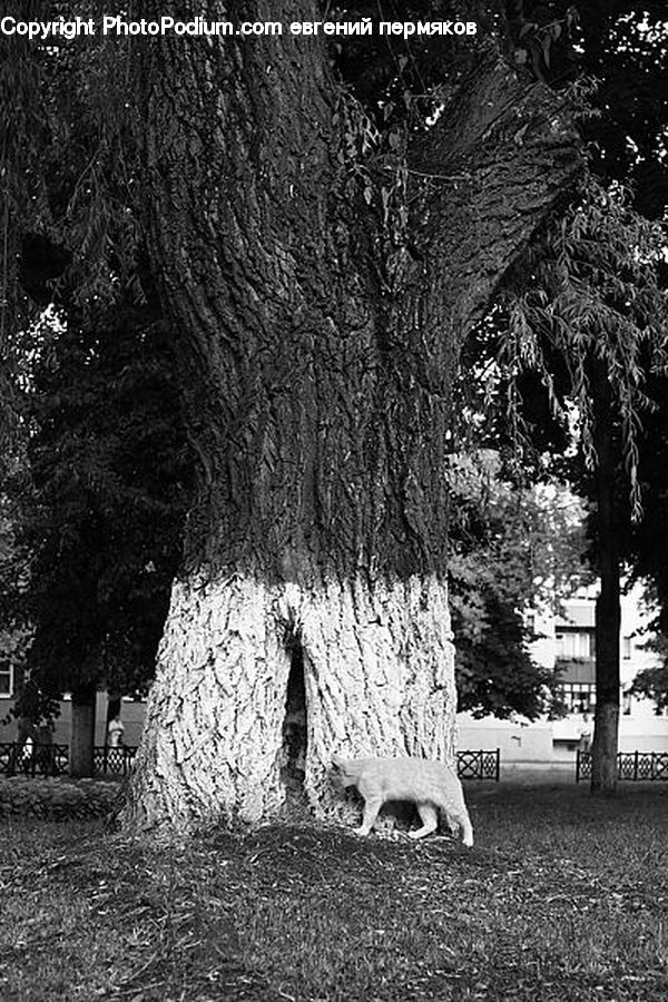 Oak, Tree, Wood, Plant, Animal, Mammal, Fir