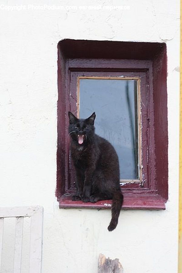 Animal, Cat, Mammal, Pet