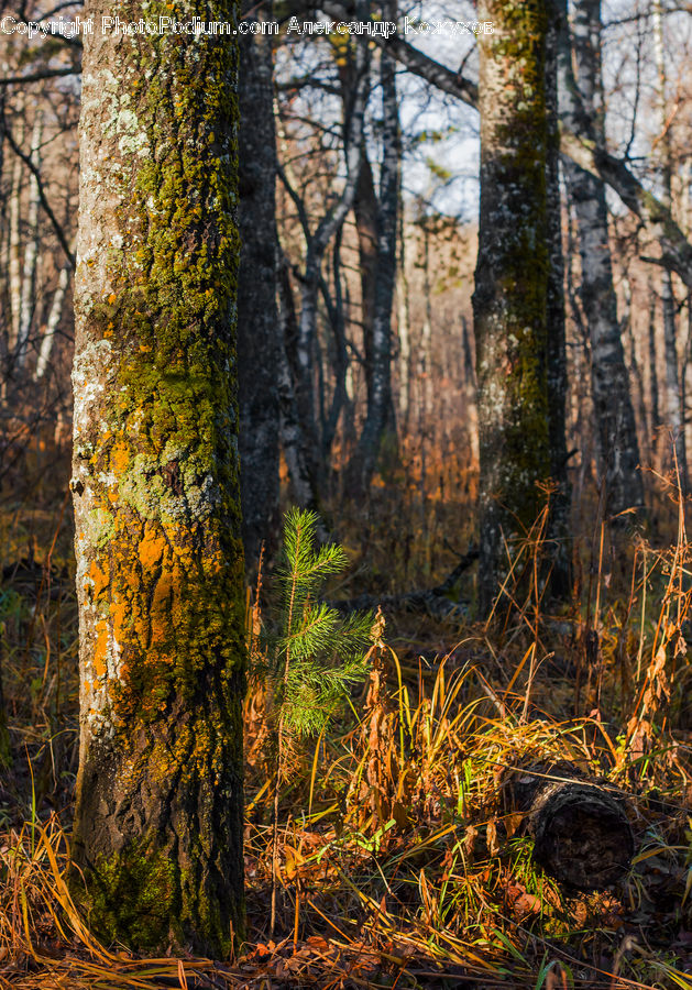 Birch, Tree, Wood, Conifer, Fir, Plant, Forest