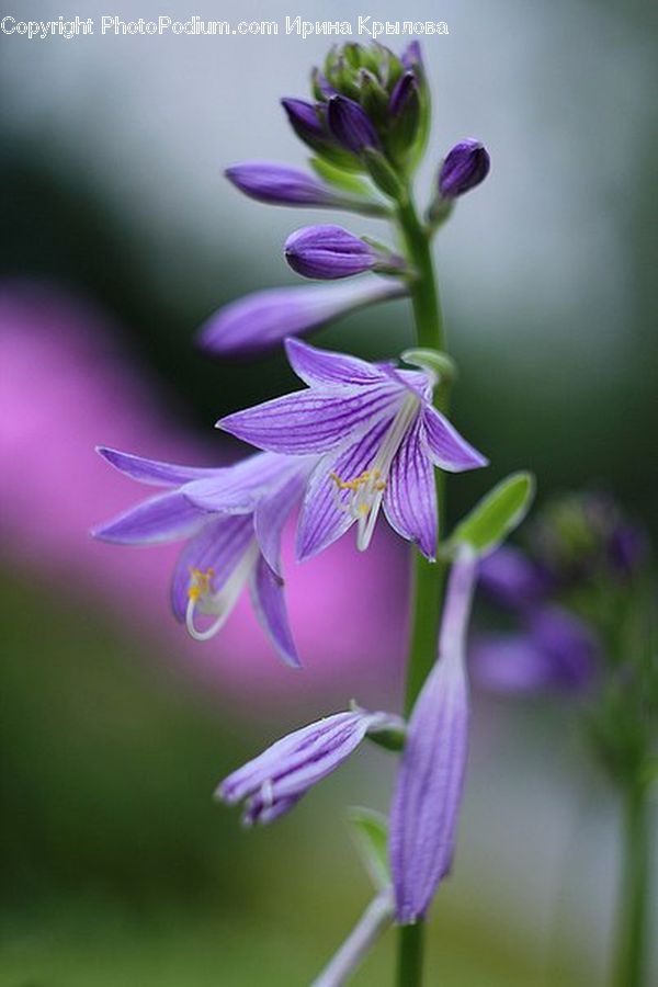 Blossom, Flora, Flower, Plant, Geranium, Agapanthus, Crocus