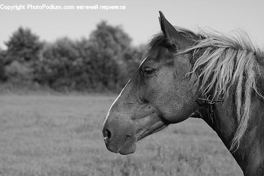 Animal, Horse, Mammal, Stallion