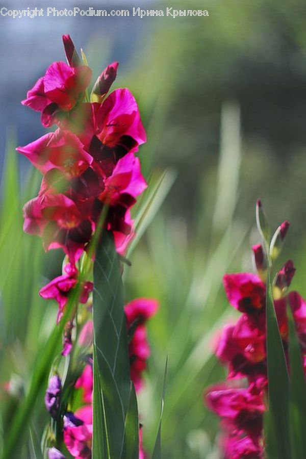 Flora, Flower, Gladiolus, Plant, Iris, Blossom, Tulip