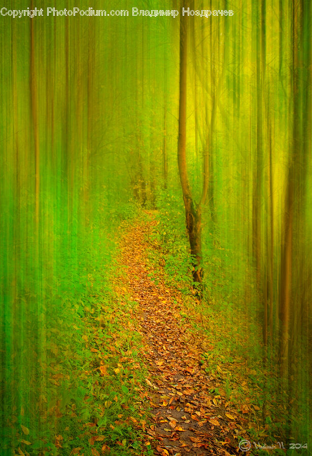 Field, Grass, Grassland, Plant, Forest, Vegetation, Dirt Road