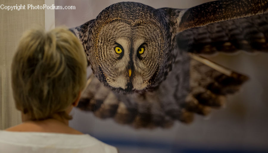 Bird, Buzzard, Harrier, Hawk, Vulture, Head, Portrait
