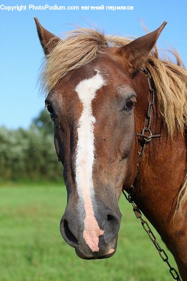 Animal, Horse, Mammal, Stallion