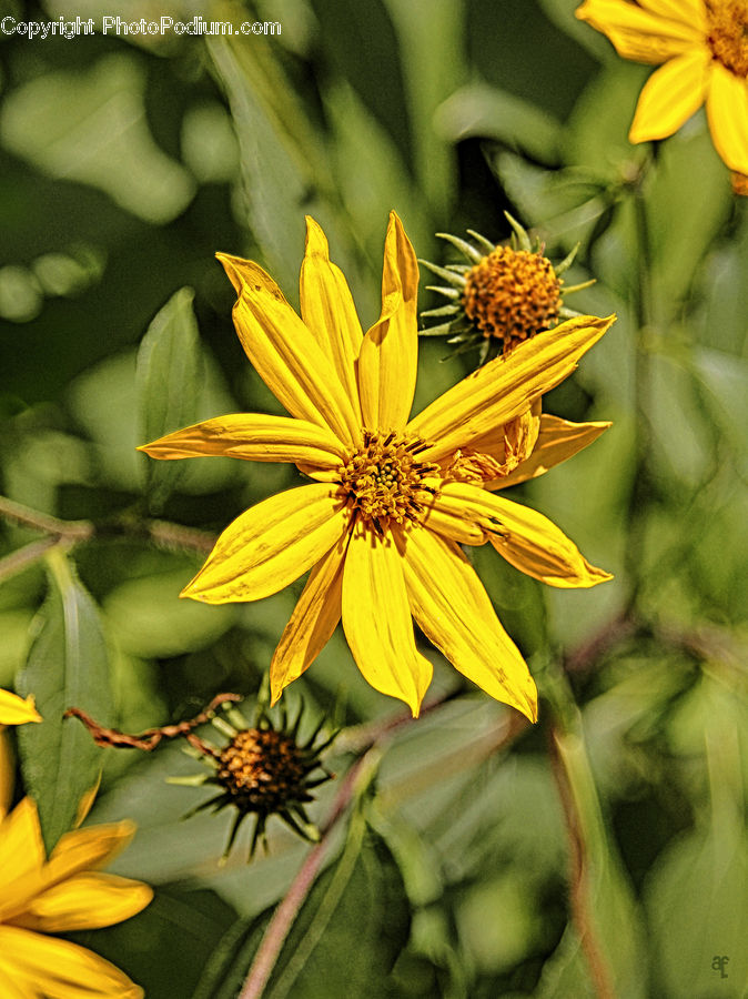 Asteraceae, Blossom, Flora, Flower, Plant, Aster, Pollen