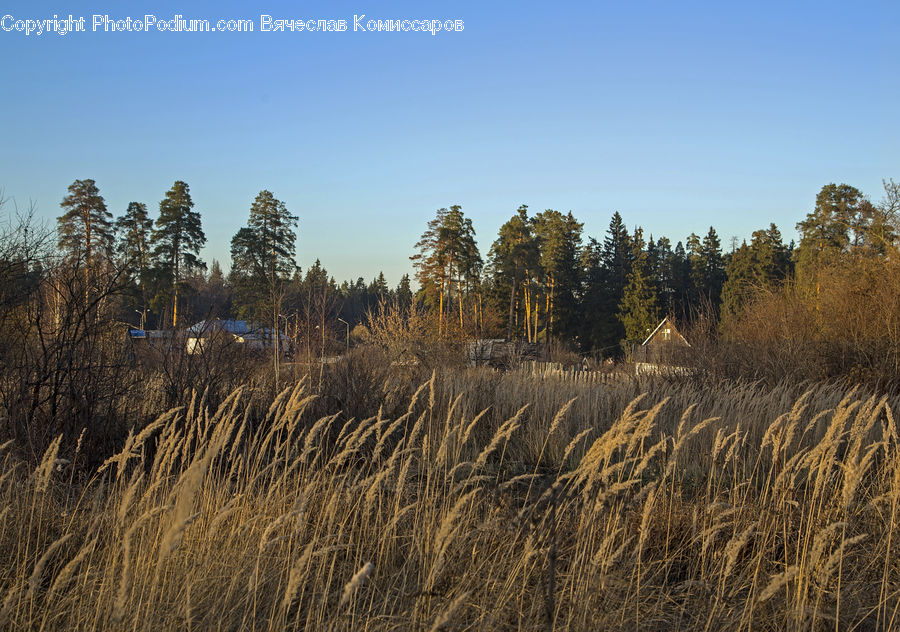 Field, Grass, Grassland, Plant, Land, Outdoors, Grain
