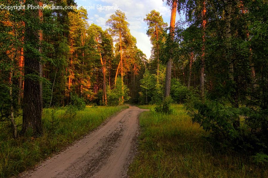 Dirt Road, Gravel, Road, Forest, Vegetation, Path, Walkway