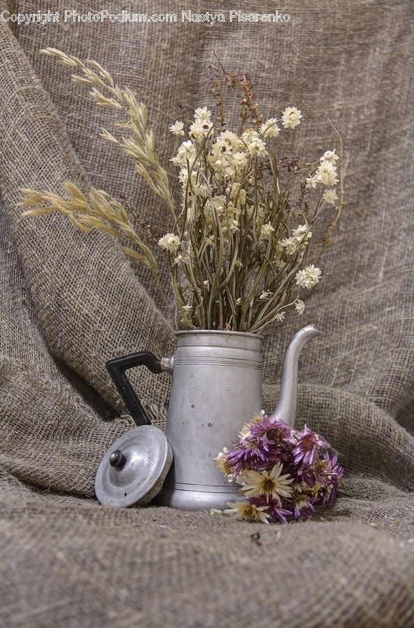 Plant, Potted Plant, Pot, Pottery, Aster, Blossom, Flower