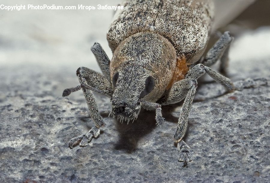 Arachnid, Garden Spider, Insect, Invertebrate, Spider, Bird, Grouse