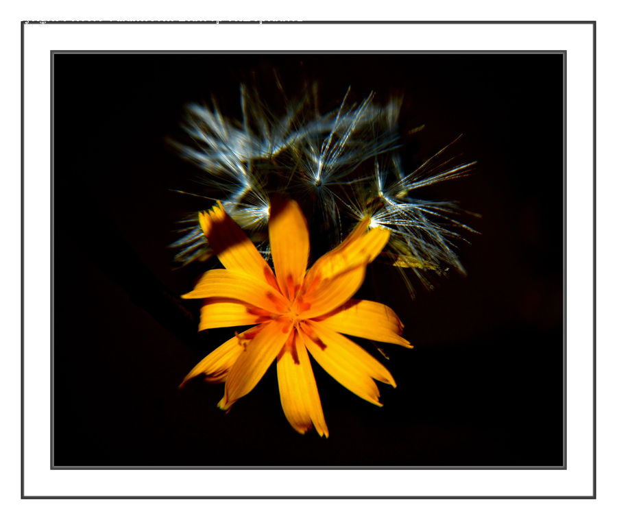 Dandelion, Flower, Plant, Andrena, Apidae, Bee, Bumblebee