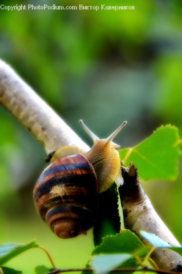 Bee, Insect, Invertebrate, Cockroach, Snail, Blossom, Flora
