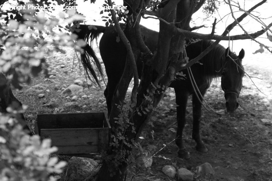 Animal, Horse, Mammal, Plant, Tree, Countryside, Farm