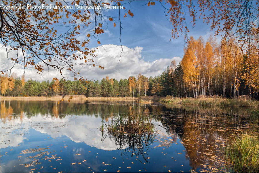 Outdoors, Pond, Water, Land, Marsh, Swamp, Lake