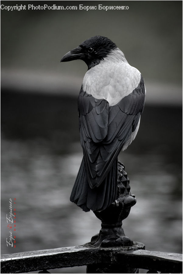 Bird, Blackbird, Crow