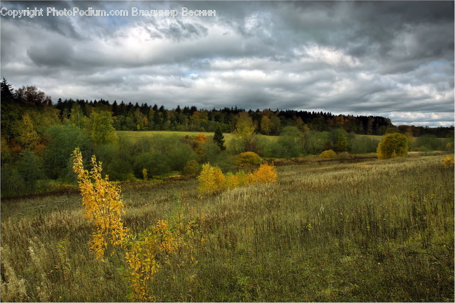 Conifer, Larch, Tree, Wood, Field, Grass, Grassland