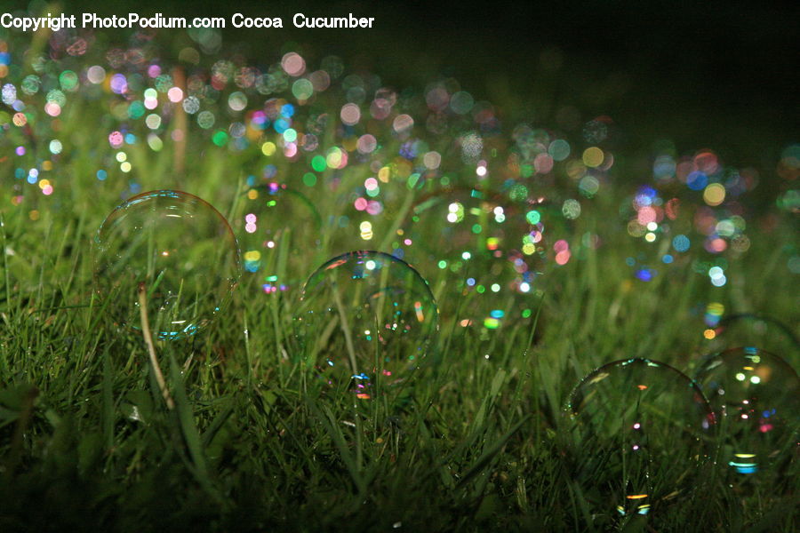 Plant, Weed, Bubble, Glass, Field, Grass, Grassland