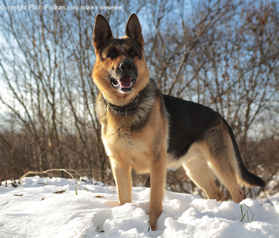 Animal, Canine, Dog, German Shepherd, Mammal, Pet, Husky