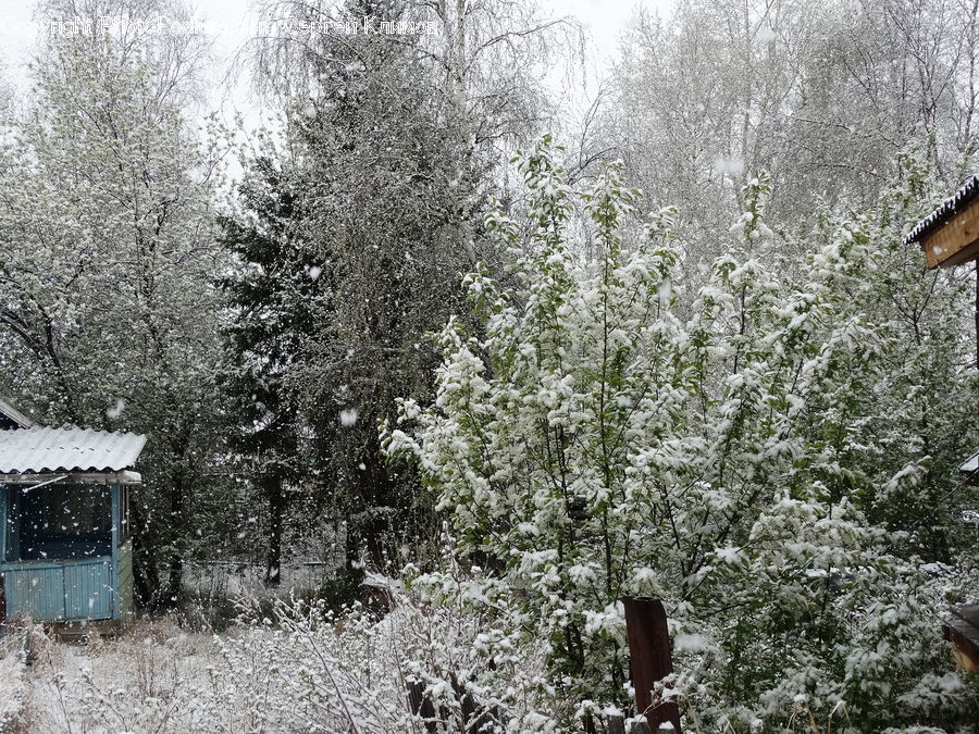 Frost, Ice, Outdoors, Snow, Bush, Plant, Vegetation
